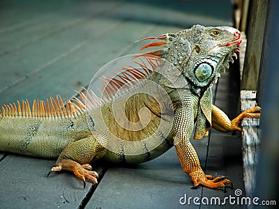 Iguana Stock Photo