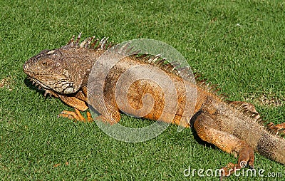 Iguana Stock Photo