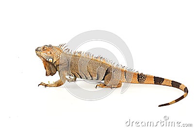 Iguana Stock Photo