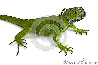 Iguana Stock Photo