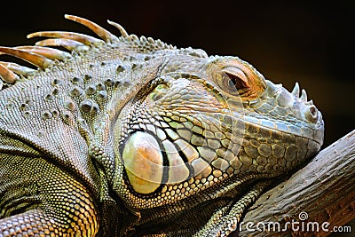 Iguana Stock Photo