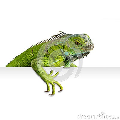 Iguana Stock Photo