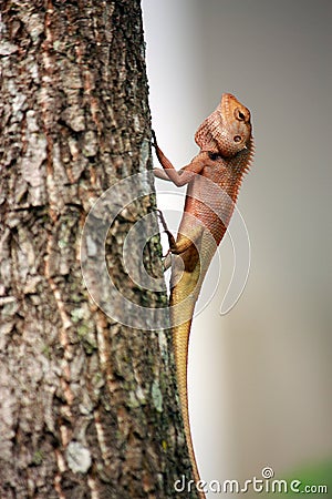 Iguana Stock Photo