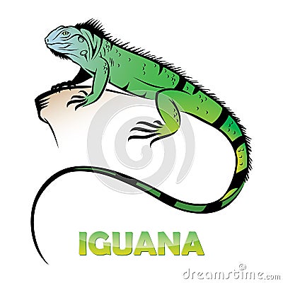 Iguana Vector Illustration