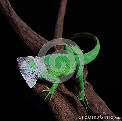 Iguana Stock Photo