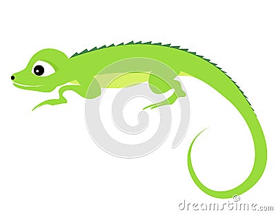 Iguana Vector Illustration