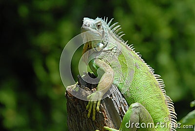 Iguana Stock Photo