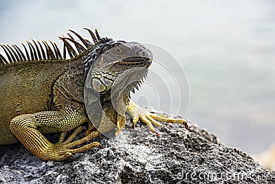 Iguana, American iguana is a lizard reptile in the Iguana in the iguana family. And in the subfamily Iguanidae. Miami Stock Photo