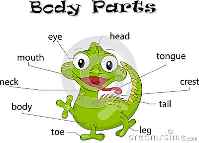 Iguana body parts Vector Illustration