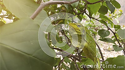 An iguana that is camouflaging on green plants Stock Photo
