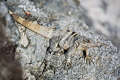Iguana in Cancun Stock Photo