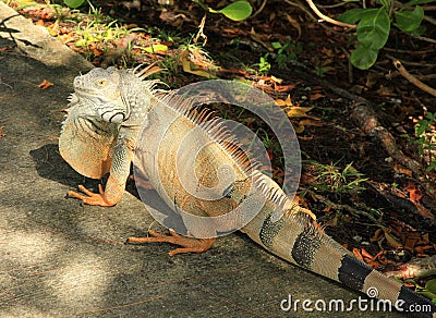 Iguana in Cancun Mexico Stock Photo