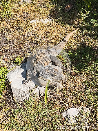 iguana in cancun mexico in summer Stock Photo