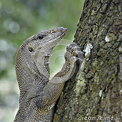 Iguana climbing tree Stock Photo
