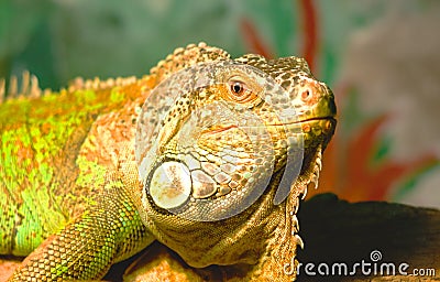 Iguana close-up Stock Photo