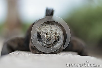 Iguana close up view Stock Photo