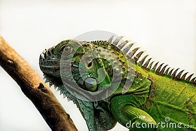 Iguana close-up on a white background Stock Photo