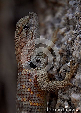 Iguana in the desert of California Stock Photo