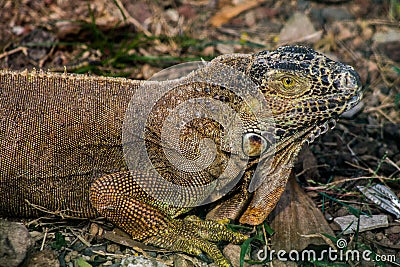 Iguana Stock Photo