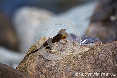 Iguana enjoying the sun Stock Photo