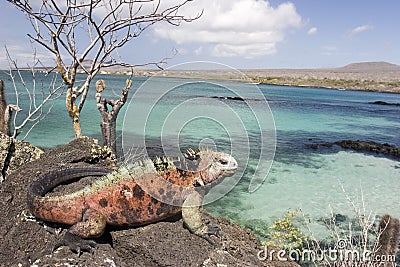 Iguana on Floriana island Stock Photo