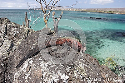 Iguana on Floriana island Stock Photo