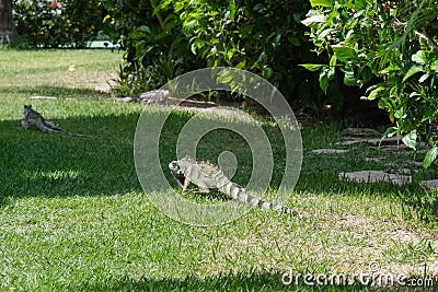 Iguana in the garden - Praia dos Carneiros, Pernambuco, Brazil Stock Photo