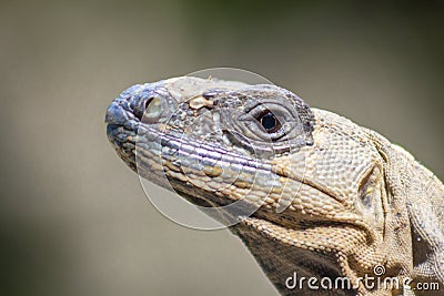 The iguana in nature Sauropsida Stock Photo