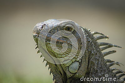 The iguana in nature Sauropsida Stock Photo