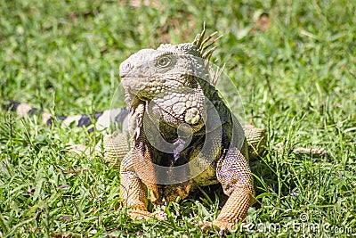 The iguana in nature Sauropsida Stock Photo