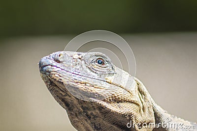 The iguana in nature Sauropsida Stock Photo