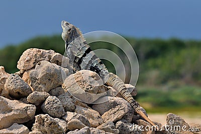 The iguana getting sun-bath Stock Photo