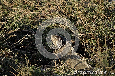 Iguana in the grass Stock Photo