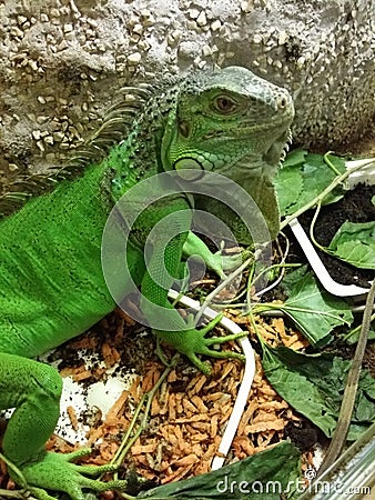 Iguana Stock Photo