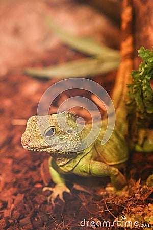 Iguana Stock Photo