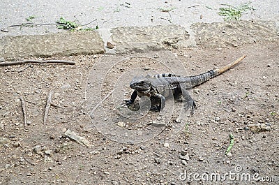 Iguana on the ground Stock Photo