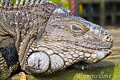 Iguana Head Stock Photo