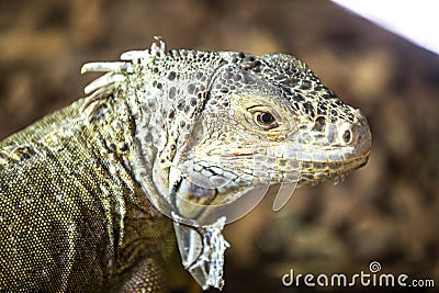 Iguana head close up Stock Photo