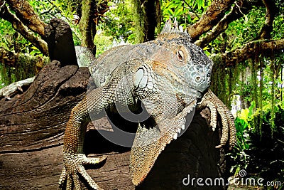 Iguana in the jungle Stock Photo