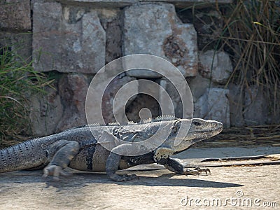 Iguana lizard on ancient Mayan ruins in Mexico, Indian Aztec Zap Stock Photo