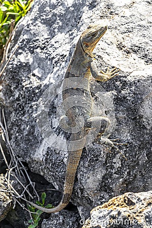 Iguana lizard gecko reptile on rock stone ground in Mexico Stock Photo