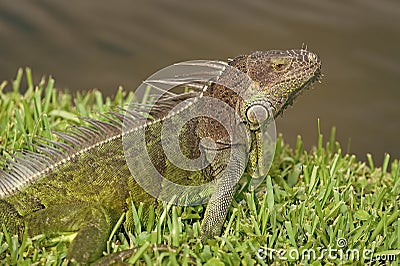 iguana lizard outdoor. iguana lizard outside. iguana lizard in nature. photo of iguana lizard Stock Photo