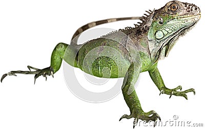 Iguana Stock Photo