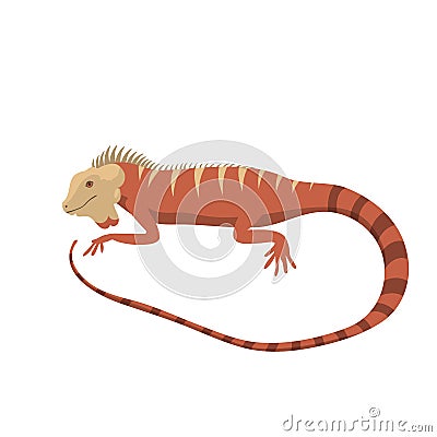 Iguana lizard reptile vector illustration. Vector Illustration