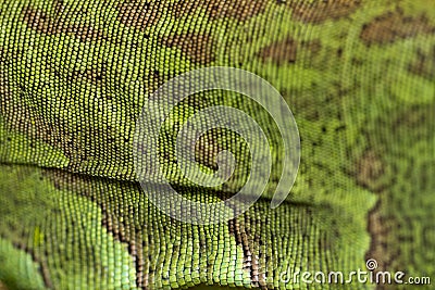 Iguana lizard skin Stock Photo