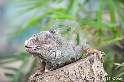 Iguana lizards Stock Photo