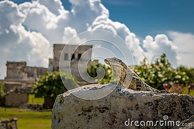 Iguana at Mayan Ruins of Tulum, Mexico Stock Photo