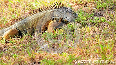 Iguana mouth open Stock Photo