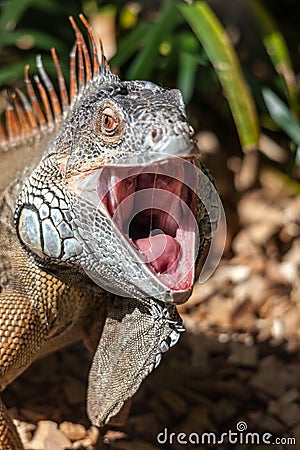 Iguana with mouth open Stock Photo