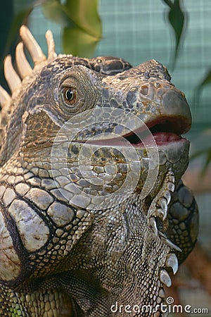 Iguana open mouth Stock Photo